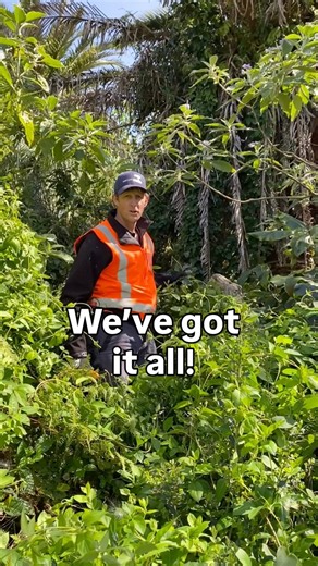 8K views · 58 reactions | A word from Dave on why we work so hard on pest plant control. It’s #biosecurity week and we’re hard at it! | Toi Moana Bay of Plenty Regional Council | Facebook