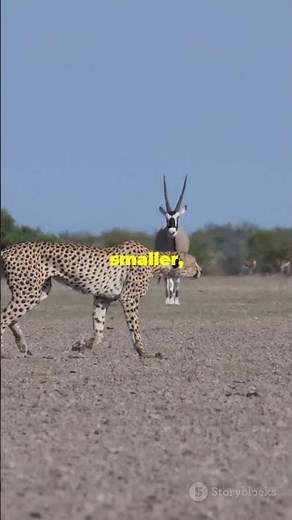 How CHEETAHS HUNT: Speed, Stealth & Precision