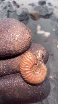 100 Million Year Old Fossil Found After Massive Storm! 😱🌊