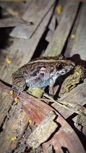 Frog catching joke | Funny jumping frog | Funny Frogs Video