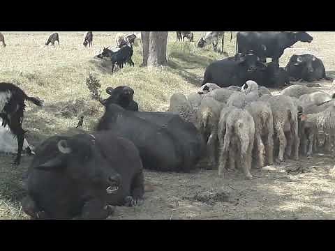 Sheep crossing with Turkey Dumba | Goat Mating video | goats grazing and Mating video | karori vlog