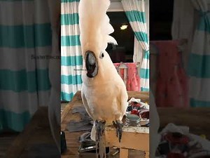 Buster the cockatoo rant! Where's my newspaper?