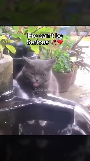 Funny Slow Motion Cat Moments to Brighten Your Day
