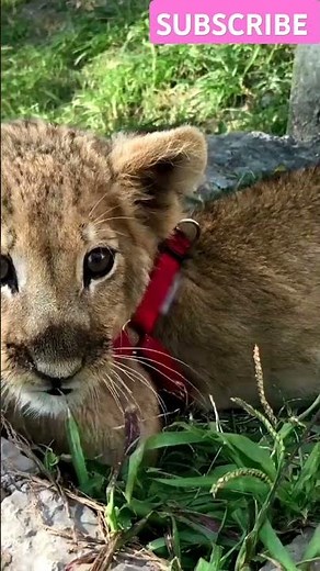 Adorable Tiger Cubs Playing | Cutest Baby Tigers Caught on Camera!"