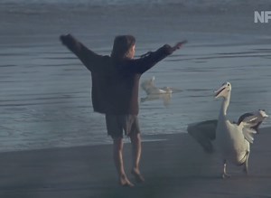 Happy Birthday to the classic Australian film STORM BOY, which was released into cinemas on 19 November 1976. 🎬 Based on the novel by Colin Thiele and starring Greg Rowe and the late David Gulpilil, the film was a hit in Australia and overseas, screening at Cannes Film Festival the following year. STORM BOY is a coming of age story about a 10-year-old boy Mike (Rowe), living with his father (Cummins) in the wild Coorong wetlands of South Australia. He rescues a baby pelican orphaned by hunters,