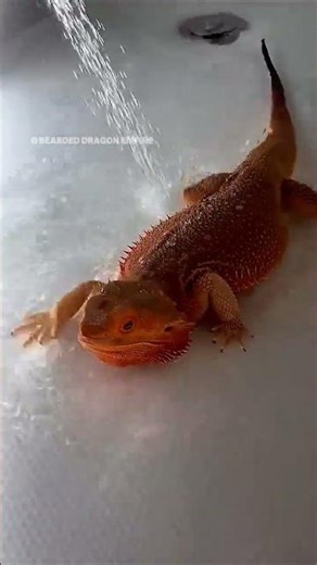 “😱 You Won’t Believe What This Bearded Dragon Does Under Water!”
