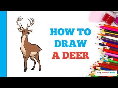 How to Draw a Deer: Easy Step by Step Drawing Tutorial for Beginners
