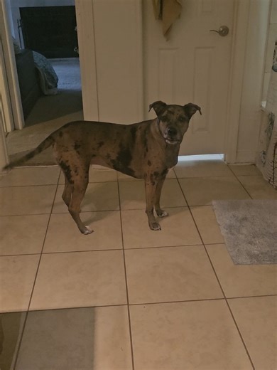 When Dogs Talk: The Catahoula Experience