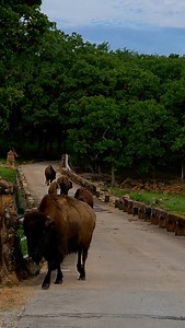 841 reactions · 70 shares | Just sit back and enjoy the traffic jam. #bison #buffalo #oklahoma | Woolaroc Museum & Wildlife Preserve | Facebook