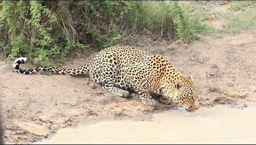 Wild Encounter at Idube Game Reserve! 🌿 Our lucky guests witnessed the raw beauty of nature as a local male leopard quenched his thirst after a successful hunt. 🦁🌾 Savoring the spoils of a freshly caught scrub hare, he treated our visitors to a mesmerizing spectacle. 📸✨ Nature's wonders unfold at every turn in Iduve Game Reserve! 🌍🍃 #WildlifeWonder #IduveGameReserve #LeopardEncounter #NatureAtItsBest 🦓🍽️ Video Credit: FJ Mammes | Idube Game Reserve