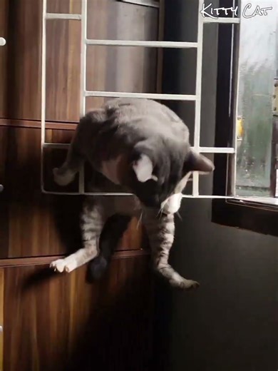 Aksi lucu Kucing Mujair Mencoba Kabur Lewat Jendela Rumah 🐱 #kucing #kucinglucu #kucingoyen #viral