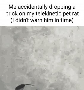 Me accidentally dropping a brick on my telekinetic pet rat (I didn't warn him in time) - iFunny