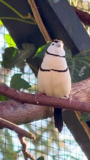 Double Barred finch singing