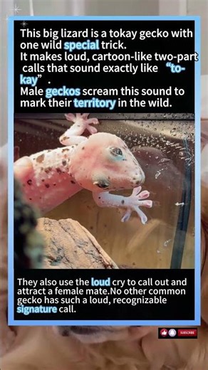 Gekko gecko exhibits distinctive biphasic vocalization matching its vernacular epithet “tokay”.