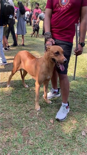 Don’t Mess With This Rhodesian Ridgeback Dog 😱🐕 #Shorts