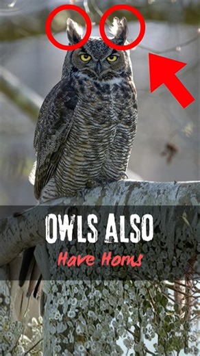 Top 3 Animals With “Horns”