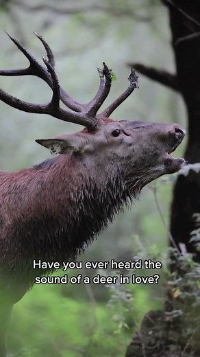 The Sound of Deer in Love | Nature's Melody