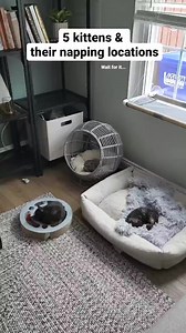 91K views · 2.5K reactions | 366_Neptune and Jupiter are mocking me  #funnycats #catsofinstagram #funnycatvideos #sillycats #fosterkittens #kittens #gatos #catnap #whiskerwednesday #naptime #kittenthings #challengeaccept | Fostering kittens | Facebook