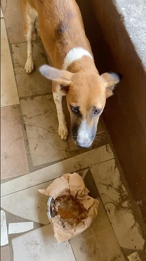 Quand tu caches la viande et que le chien te devance 😂