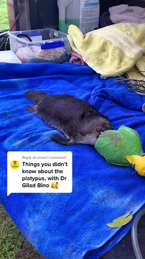 Replying to @unsw What else would you like to know about this national icon? #unsw #wildlife #australia