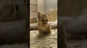Mountain Lion Cubs Eat and Explore in Zoo Habitat