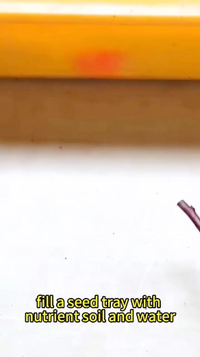 1.9K views | A simple and effective method of propagating blueberries #simple #effective #blueberries | Lee Yumi | Facebook