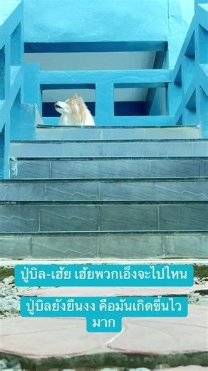 ได้เวลาลงเล่นแล้ว#หมา #dog #บางแก้วแท้ #คนรักหมา #สัตว์เลี้ยงน่ารัก