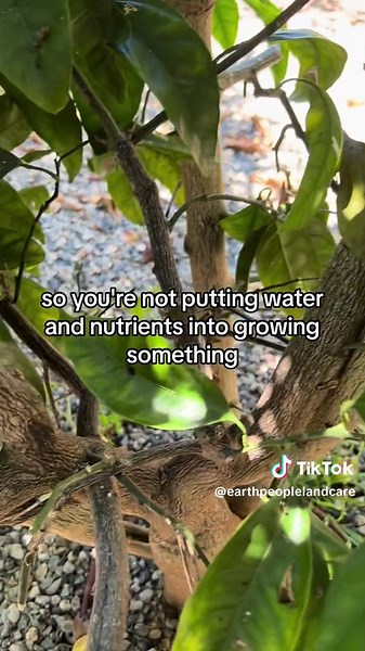 Citrus rootstock refers to the lower portion of a citrus tree onto which a desired citrus variety is grafted. This practice is used to combine the desirable traits of the upper portion (scion) with the root system of a hardy and disease-resistant lower portion. When a new rootstock branch emerges from the tree, it needs to be removed because it could potentially compete with the grafted scion for resources and nutrients. If allowed to grow, the rootstock branch might outcompete the desired varie