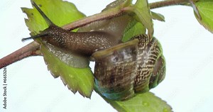 The slow motion of a slug in the leaf 4K RAW FS700 Odyssey 7Q