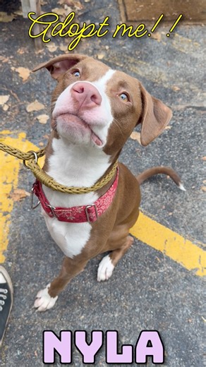 3K views · 39 reactions | MEET NYLA! One of the adoptable pups at the...
