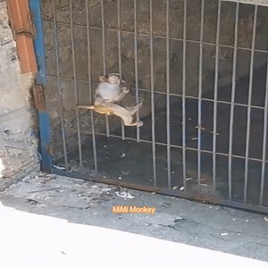 15K views · 469 reactions | Poor baby monkey got its head stuck. Mother monkey tried to pull her baby out | MiMi Monkey | Facebook