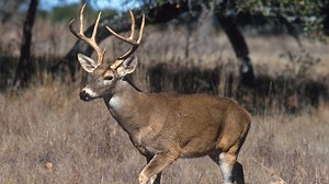 Know your bag limit: How many deer can you take in Mississippi? How you can get more.
