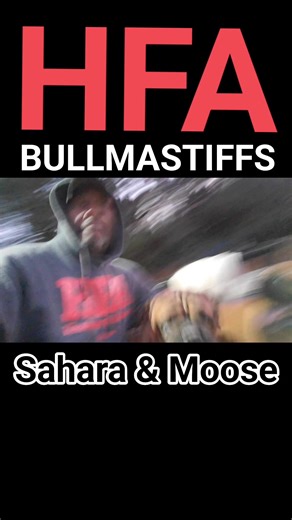 #hendersonfarmalabama #HFA #bullmastiff #mastiffs #Sahara #Moose | Henderson Farm Alabama