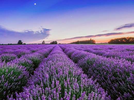 How To Plant, Grow And Harvest Lavender  - Bunnings Australia