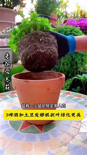 Discover the Flower in a Beer: Ultimate Growing Tips