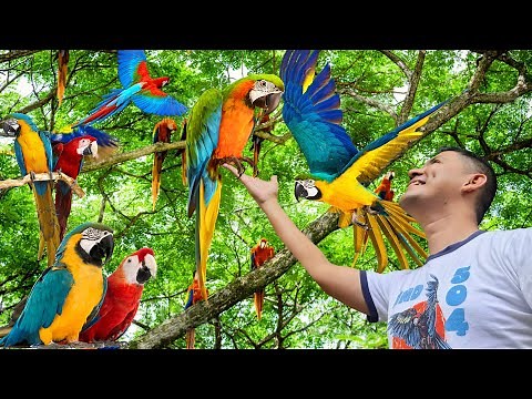 🦜 COPÁN 🦜 The SACRED VALLEY OF BIRDS 🦜 Macaw Mountain ⛰️ Bird Park, MACAWAS, RUINS HONDURAS 🇭🇳