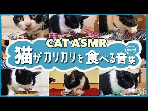 🍙🐈ASMR｜[90min] Collection of chewing sounds of cats eating dry food [High quality sound/].