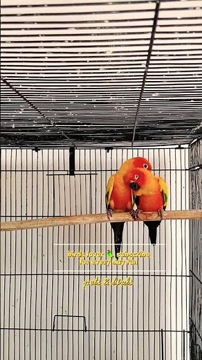 Beautiful & Colorful Sun Conure Parrot 🦜 | Talking & Playing Moments