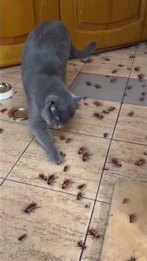 Sylvester the Cat and the Giant Cockroaches🪳🪳🪳