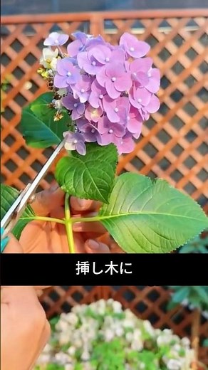 Please cut the hydrangeas as soon as they have finished blooming.