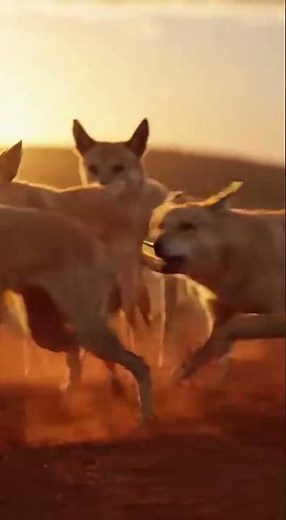 Australian Cattle Dogs: Defenders of the Outback