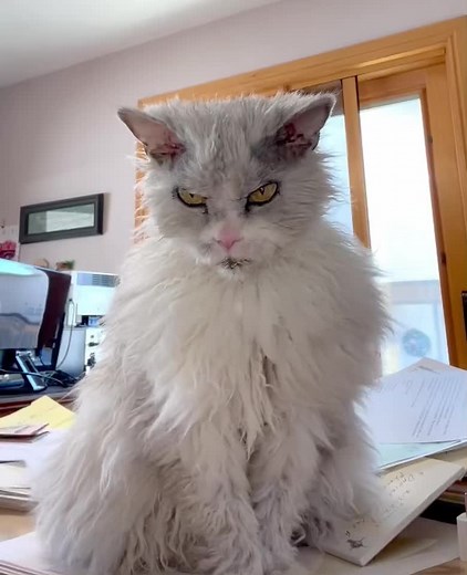 #cats #pompousalbert