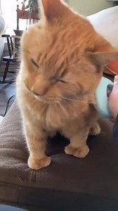 The man is patient 😂 #bam #catsoftiktok #whiskers #freckles #cheeks #treats | Reznor The Cat