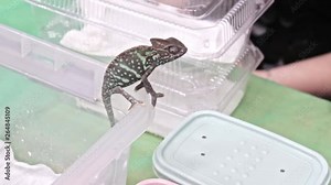 Panther chameleon Furcifer pardalis is sitting on the edge of a plastic terrarium