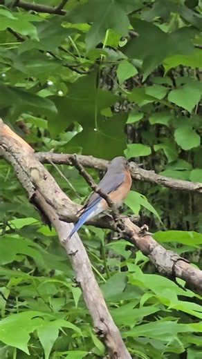 Eastern Bluebird