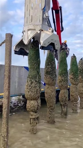 The Basics of Mussel Farming Explained