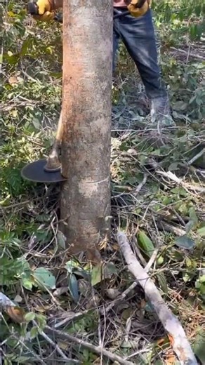 Felling process of trees with an electric circular saw