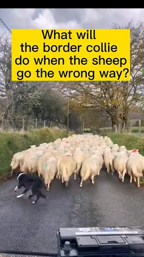 Border Collie Herding Sheep: A Smart Dog's Response