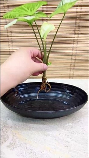 Syngonium, Sansevieria Golden Hahnii, & Njoy Pothos River Vibes Decor Idea🪴 #watergarden #plantdecor