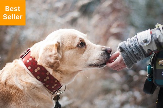 Certified Intensive Psychiatric Service Dog Training Course